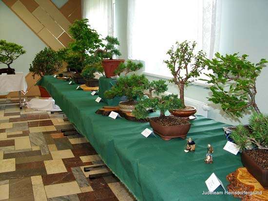 Tisch mit grüner Tischdecke und vielen Bonsais darauf