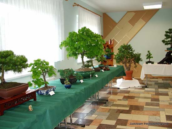 Tisch mit grüner Tischdecke und vielen Bonsais darauf