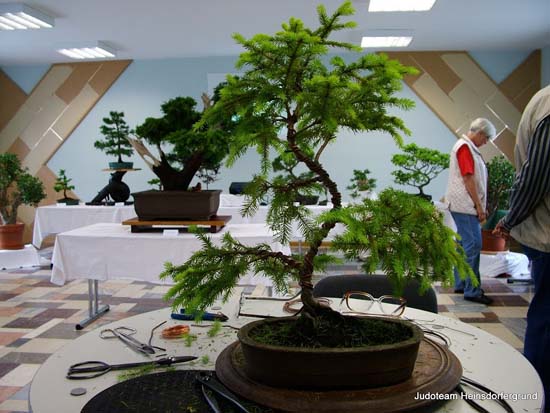 Nahansicht Bonsai