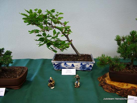 Nahansicht Bonsai
