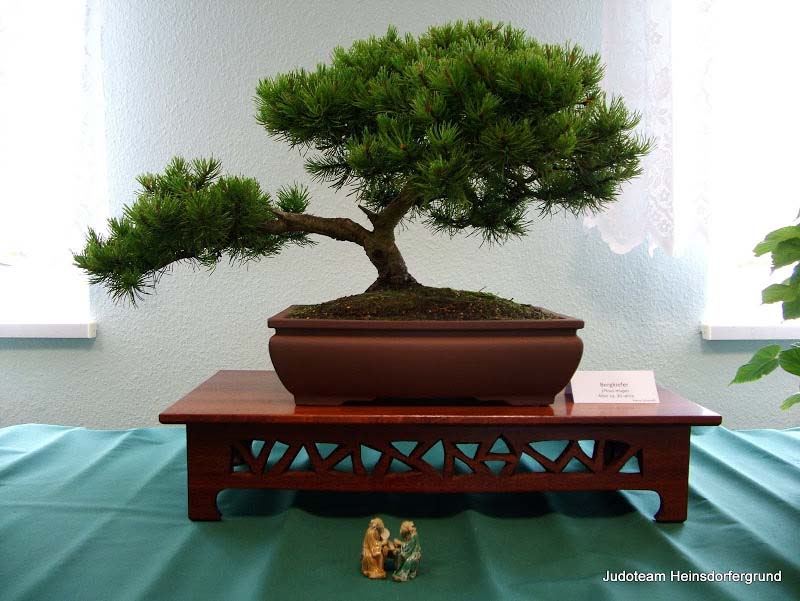 Nahansicht Bonsai auf einer Holzplattform