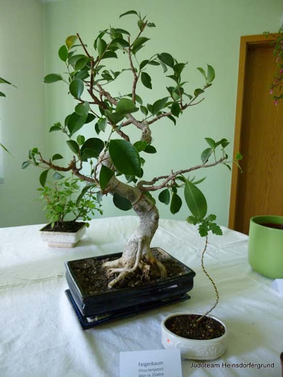 Nahansicht Bonsai