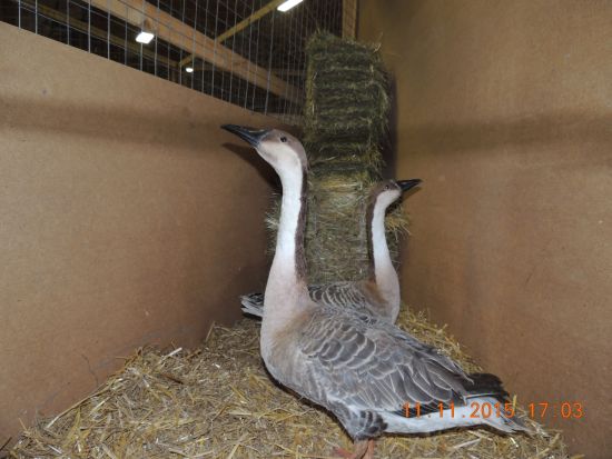 2 graue Gänse in einem Stall