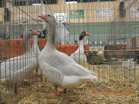 3 weiße Gänse von Metallgittern umrandet