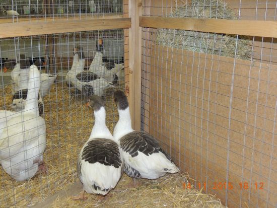 Mehrere Gänse in einem Stall