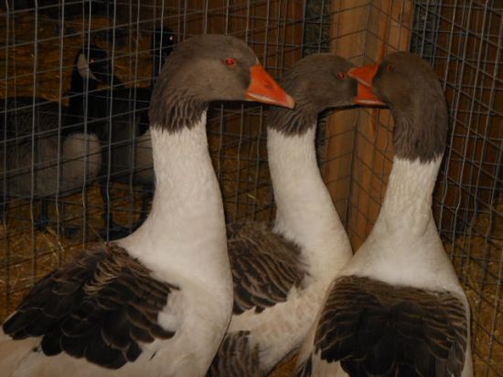 3 Weiß-braune Gänse nahansicht vom Kopf