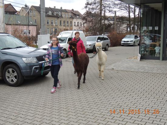 Kind und Erwachsener gehen mit einem braunen und weißen Alpaka auf einem Parkplatz
