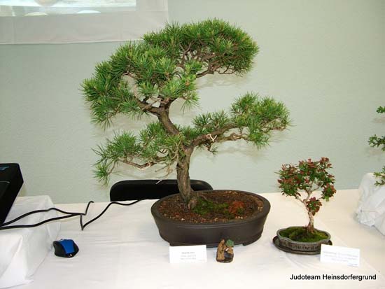 Nahansicht Bonsai