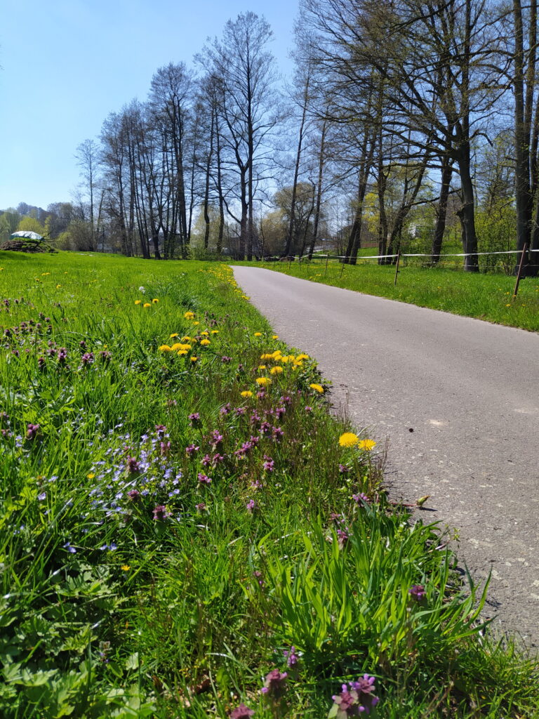 Bild eines Radweges in der Natur