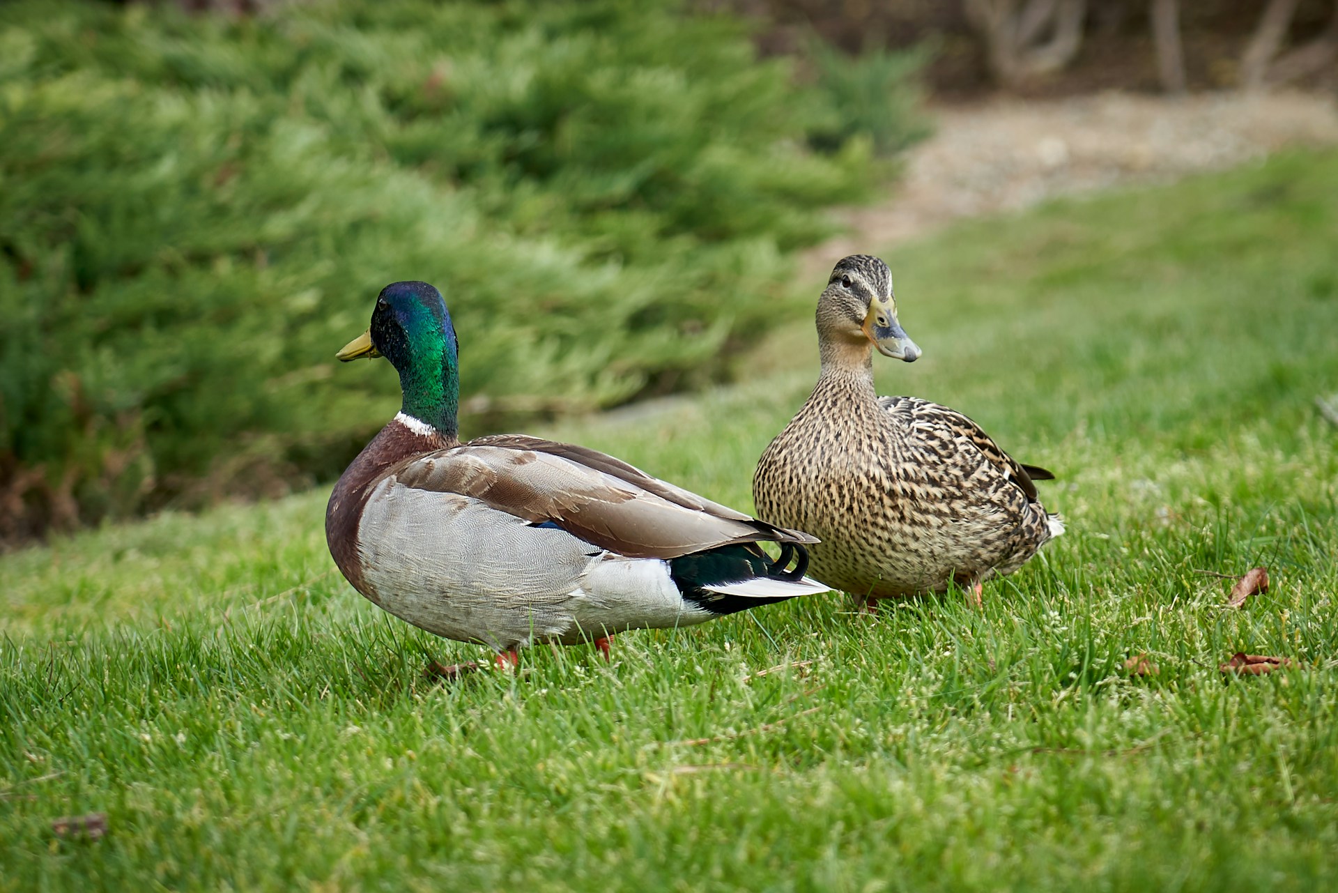 Erpel und Ente stehen auf einer Wiese